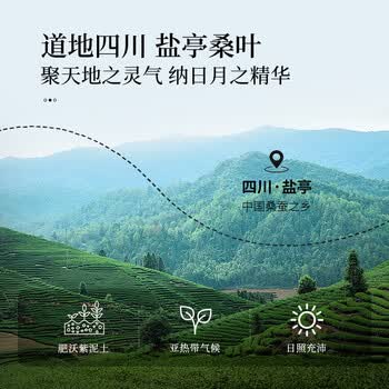 同仁堂桑叶茶霜后正宗特级霜打冬桑葚叶茶秋后霜降老桑树叶200g/罐