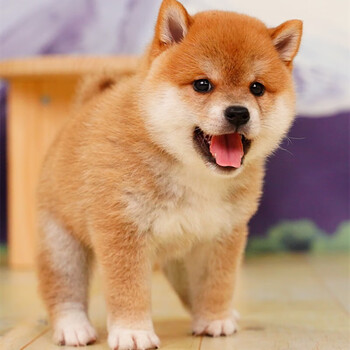 柴犬幼犬纯种豆柴活体宠物狗家养犬黑白赤柴小型犬幼崽宠物狗狗活体