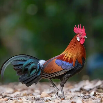 观赏宠物纯种云南茶花鸡幼小鸡白耳红耳观赏鸡二代活活体 3-4日龄买35