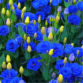 多人聯名花卉 枯桃花卉市场开启春节模式多彩蝴蝶兰贺新春- 青岛新闻网