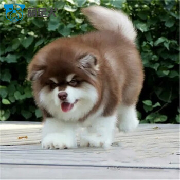 萌星犬纯种阿拉斯加幼犬活体巨型熊版雪橇犬大型狗桃脸灰色幼犬阿拉斯加视频选购活体宠物狗狗特价款 随机发货 母 图片价格品牌报价 京东
