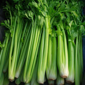 新鲜芹菜当季蔬菜农家小西芹菜嫩空芯青菜土芹芹菜批发零度以下保温装