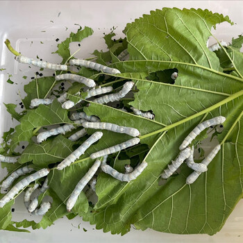 好养白蚕春蚕新鲜大桑叶学生养蚕套装一龄蚕50只嫩桑叶50克送鹅毛手册