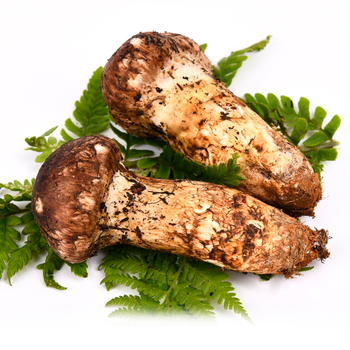 品吉味长白山松茸现挖新鲜野生鲜松茸菌出口级500g健康伴侣新鲜松茸9