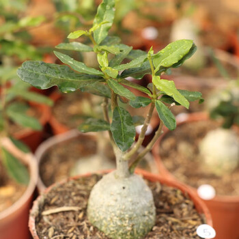 多肉植物盆栽焦糖精灵多肉静夜绿龟之卵球根断崖女王龟甲龙库伯水泡鼓槌爱心赤兔水泡火星人3厘米裸根发货 图片价格品牌报价 京东