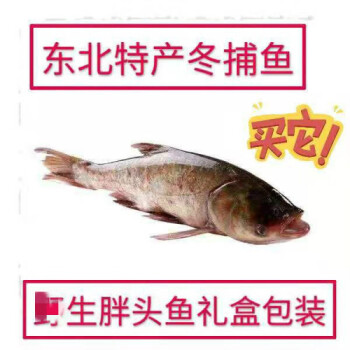 東北胖頭湖魚淡水魚胖頭魚特大胖頭魚禮盒包裝 5-6斤 正宗冬捕胖頭魚