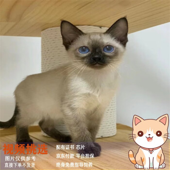 蓝色重点色，猫价格报价行情- 京东