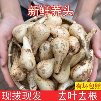 藠头 农家自种现挖茭头 新鲜荞头叫头 薤白蕌头子时令蔬菜 剪叶剪须发货 1500g【图片 价格 品牌 报价】-京东