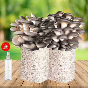 菌棒平菇秀珍菇家庭室内自己种植园艺角 【黑姬菇】标准款*4袋 喷瓶