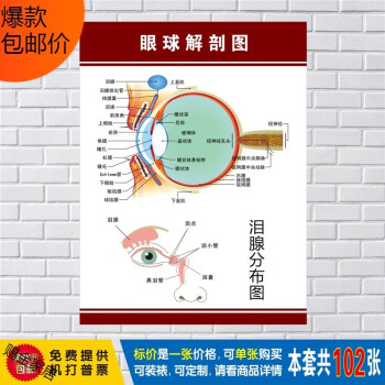 人體骨骼示意圖宣傳海報裝飾牆貼展板海報宣傳貼眼球解剖圖90寸