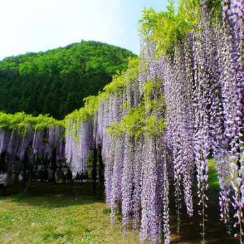 紫藤花树苗爬藤植物攀援花卉庭院围墙四季开花蔓藤紫藤萝花苗盆栽紫玉藤5年苗当年开花多多 图片价格品牌报价 京东