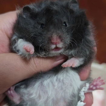 卷毛金丝熊长毛金丝熊活体金丝熊粑粑家养金丝熊品质保证 卷毛黑熊 mm