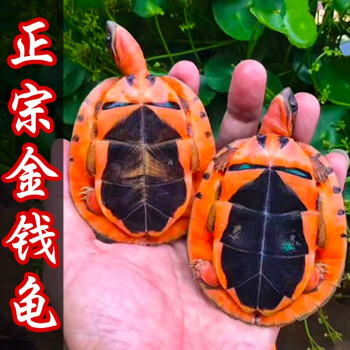 Sougayilang 小烏龜的價格推薦- 2024年2月