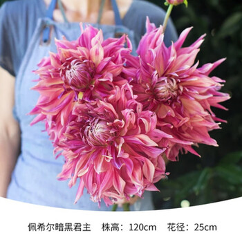 大丽花种球庭院四季红大丽花块根四季荷兰大丽花球根苗子佩希尔暗黑君主其他 图片价格品牌报价 京东