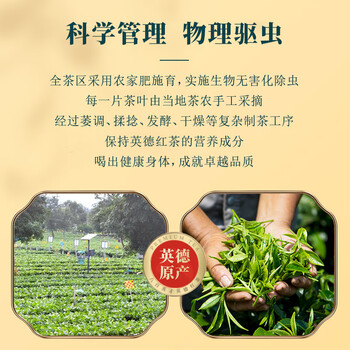八百秀才红茶英德红茶英红九号一级功夫红茶送礼大份量口粮茶罐装500g 八百秀才红茶英德红茶英红九号一级功夫红茶送礼大份量口粮茶罐装500g