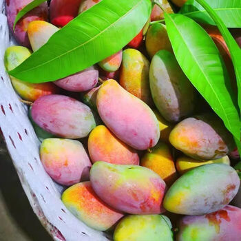 精选果蔬海南贵妃红金龙芒果大芒果腰芒芒39斤新鲜水果小果买3斤2斤