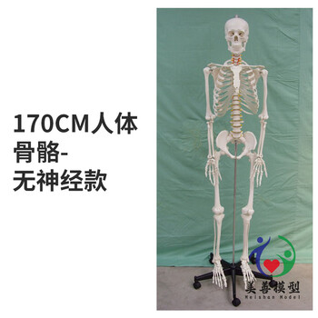 人体骨架模型45cm品牌及商品- 京东
