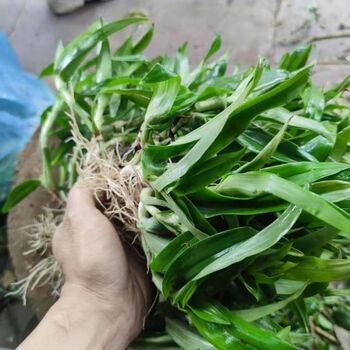 北京仁同堂原料(2000克4斤)散瘤化癌,散结核 痰火草 围夹草 猫爪草 化