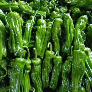 现摘新鲜青辣椒农家自种青椒薄皮椒微辣芜湖椒虎皮椒应季新鲜蔬菜 1斤