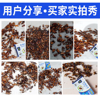 灭害灵杀蟑螂药贴 诱饵杀虫剂家用酒店饭店驱杀蟑螂捕捉药粉贴20粒装1盒