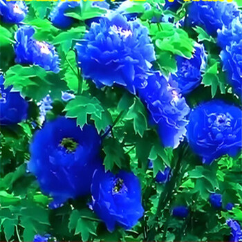 藍釉開片八方鉢 盆栽 多肉菖蒲盆栽 植木鉢 景德镇 装饰品 工艺品 置物 盆栽植物蓝色花- 京东