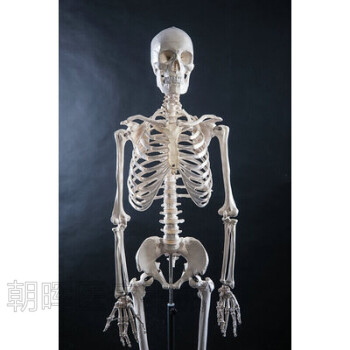 人体骨骼标本- 京东