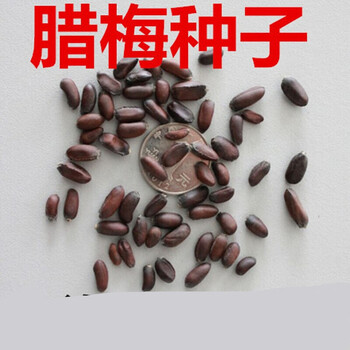 新采腊梅种子 梅花树种子 红梅花种子 素心梅种子50粒 生根粉