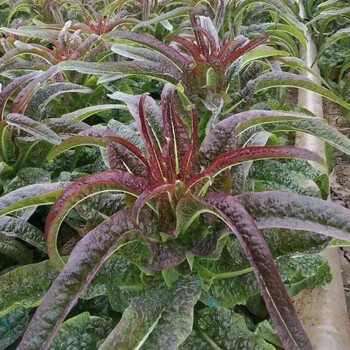 莴笋苗秋季耐寒有机红花菜甘蓝青菜白菜青莴苣秧苗蔬菜苗青菜种籽 红