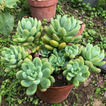 春萌多头群生整装老桩多肉植物办公室阳台辐射净化空气花卉绿植春萌