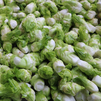 四川新鲜抱儿菜母子脆嫩抱娃娃菜抱子芥菜现摘现发泡菜原料 5斤划算