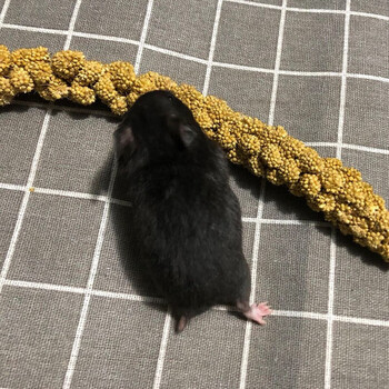 活体 金丝熊活物仓鼠幼崽活体小宠物鼠 黑熊1只 普通快递