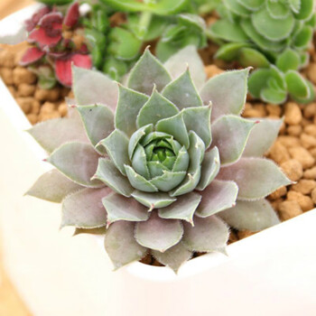 多肉植物盆栽组合长生草系列桌面创意绿植懒人肉肉花卉不含盆红勋花