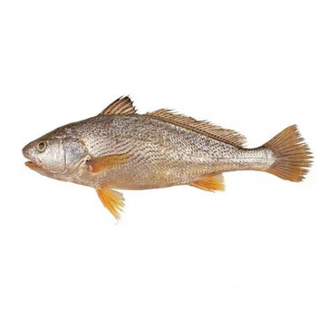 新鲜大姑鱼海捕铜锣鱼婆鸡鱼深海鲜水产批发中黄姑鱼5条单条约46两