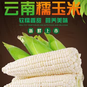 晨臻云南新鲜玉米糯玉米甜糯生脆白玉米批发玉米棒黏包谷苞谷孕妇蔬菜