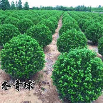 意轩大叶冬青球 小叶黄杨球 四季常青绿植街道苗型庭院围墙篱笆树绿化 冬青球40厘米冠幅