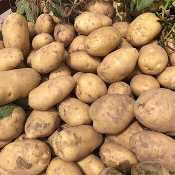 樱霞荟莹澜土豆粉糯新鲜高山白皮黄心大洋芋马铃薯中大果单果3两1斤5