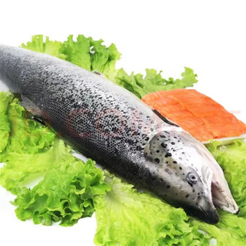 龙源鲜新疆三文鱼整条整条可刺身生鱼片整条三文鱼910斤