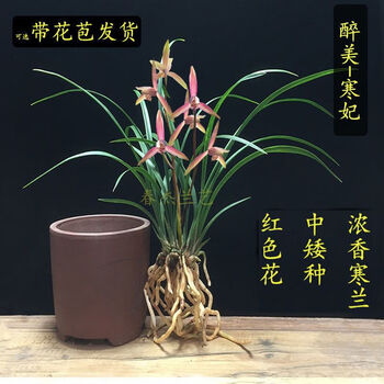 寒蘭-062　572-4H　94番紅花無点×8番薄桃花　苗　交配種 寒蘭-022 629-4H 8番薄桃花×濃紅花 苗 交配種