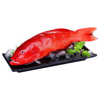 品质 东星斑鱼400-500g/条捕捞红星燕尾斑鱼新鲜冻品 腾旺纳跃 【400