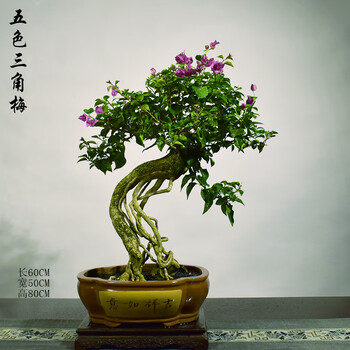 盆栽 野梅 5 樹高56cm