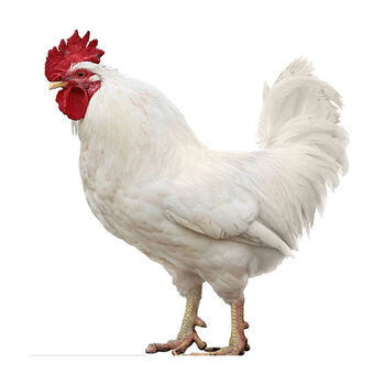 纯白无杂毛老公鸡活体活土鸡白老母鸡活的大白公鸡 白公鸡 1斤左右