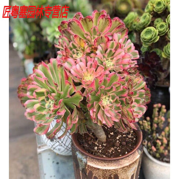 多肉植物 アエオニウム ❤️小葉香炉皿法師缀化❤️23cm!拔き苗！3年生老桩 缀化多肉品牌及商品- 京东