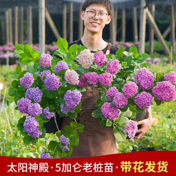 红豆园艺无尽夏5加仑绣球大苗当年开花老桩木本开花观花植物根系粗壮花型大无需换盆带盆栽好发货太阳神殿5加仑 图片价格品牌报价 京东