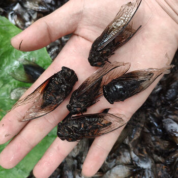 速冻黑蝉老蝉成蝉食用黑知了新鲜节流姐知了猴成虫全国川谷食源 500克