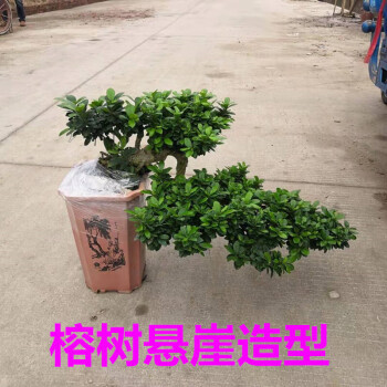 大型榕樹盆景盆栽s彎型室內空氣觀莖樹樁造型獨特綠植花卉懸崖榕樹不