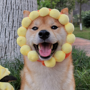 柴柴宠物猫咪狗狗头套抖音网红可爱搞怪变身头饰品柴犬柯基太阳花帽子太阳花s 脖围26 34 参考6 12斤 图片价格品牌报价 京东