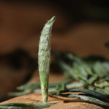 福茗源茶叶 黄山毛峰茶绿茶 特级安徽一等明前新茶春茶叶自己喝袋装125g