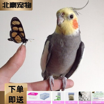 虎皮鸚鵡活體鳥玄鳳鸚鵡鳥白斑綠斑活體鳥黃斑藍斑鸚鵡牡丹鸚鵡玄鳳