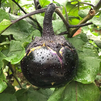 【京鲜达】山东紫茄子 圆茄子 长茄子 新鲜蔬菜 鲜嫩少籽 5斤装