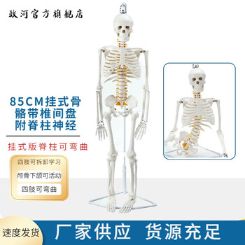 人体骨架模型85cm排行- 京东